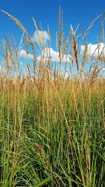 Calamagrostis x acutiflora Karl Foerster